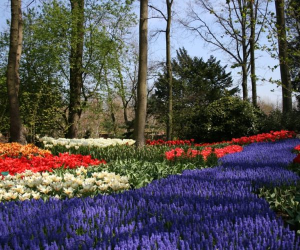 From Amsterdam: Keukenhof and Haarlem Full-Day Guided Tour – South Holland, Netherlands