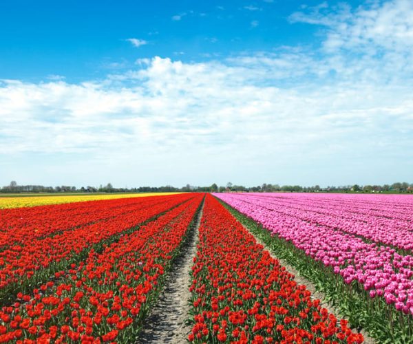 From Amsterdam: Tulip Fields of Holland Tour – South Holland, Netherlands