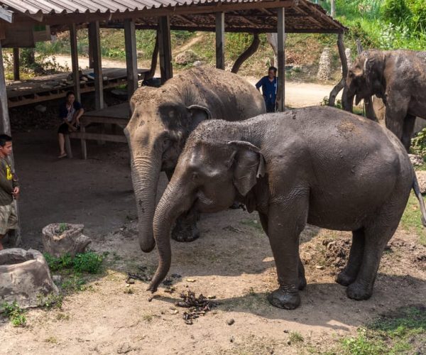 From Bangkok: Elephant Sanctuary and Kanchanaburi Tour – Central Thailand, Thailand