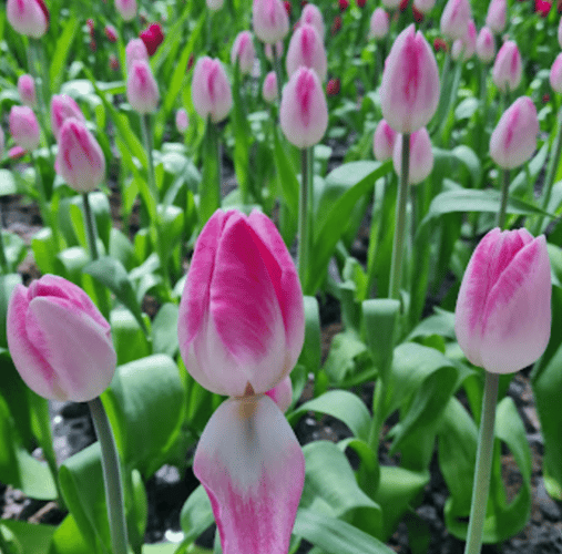 From Bangkok: Tulip Garden – Central Thailand, Thailand