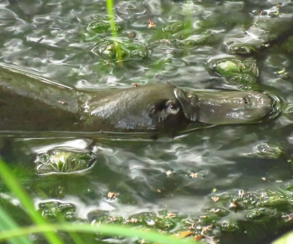 From Byron Bay: Platypus Spotting Walk – New South Wales, Australia