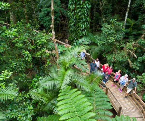 From Cairns: Daintree Rainforest & Cape Tribulation 4WD Tour – Queensland, Australia