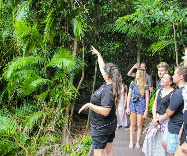 From Cairns: Daintree Wilderness & Cape Tribulation Bus Tour – Queensland, Australia