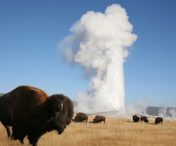 From Cody: Full-Day Yellowstone National Park Tour – Grand Prismatic Spring, Wyoming