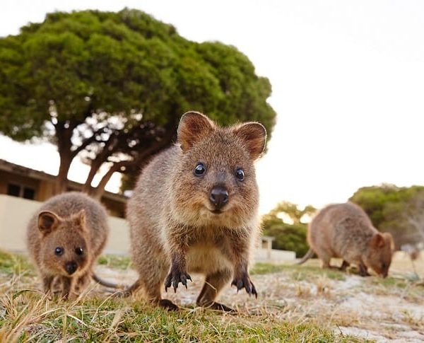 From Fremantle: Rottnest Island Ferry and Bike Day Tour – Western Australia, Australia