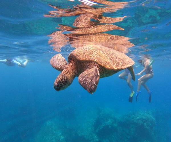 From Ka’anapali Beach: West Maui Half-Day Snorkel Adventure – Hawaii, Hawaii