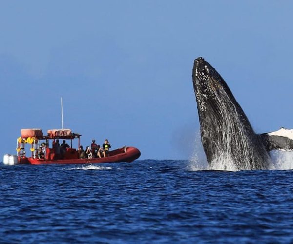 From Kihei: Guided Humpback Whale Migration Cruise – Kihei, Hawaii