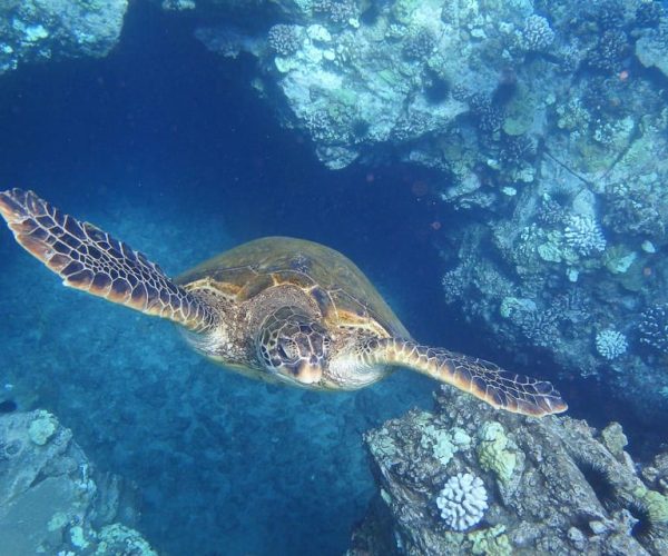 From Ma’alaea: Turtle Town Snorkel Aboard the Quicksilver – Lahaina, Hawaii