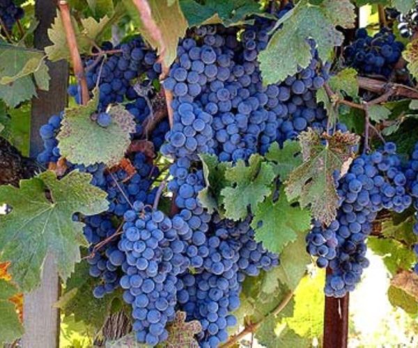 From Napa: Healdsburg Wine Tour and Tasting – California, California