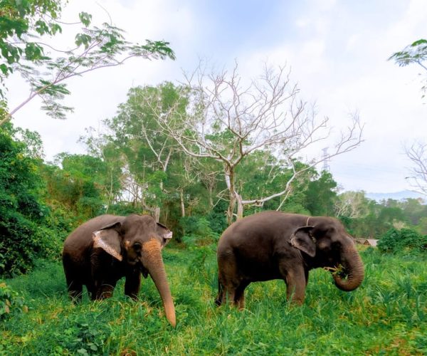 From Phuket: Ethical Elephant Interactive Trek and Tour – Phuket, Thailand