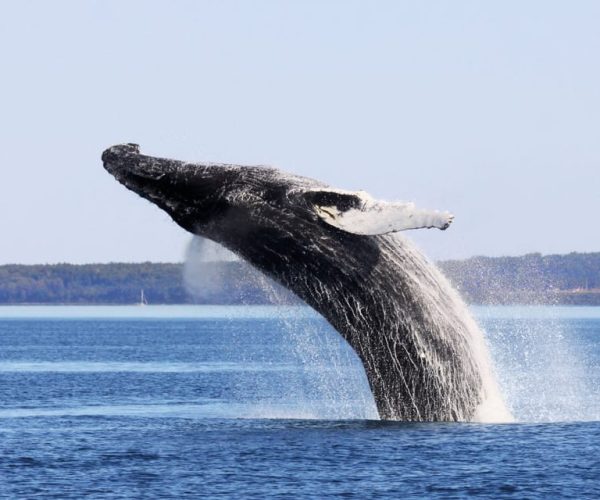 From Quebec City: Whale Watching Excursion Full-Day Trip – Quebec, Canada