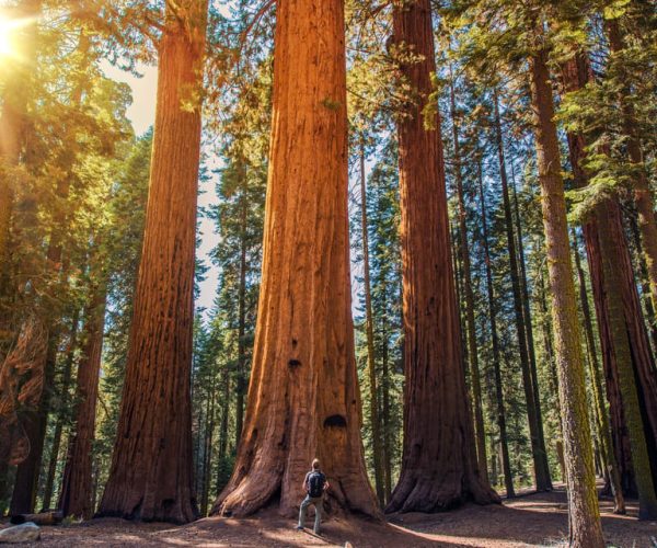 From San Francisco: Muir Woods Guided Bus Tour – San Francisco, California