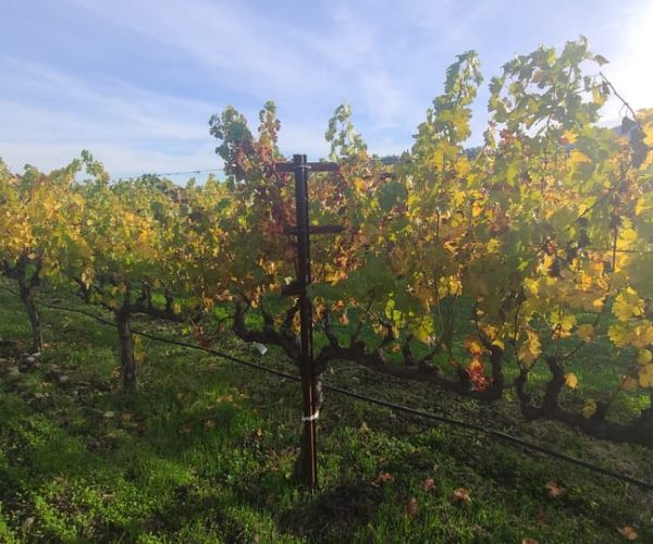 From San Francisco: Napa and Sonoma Private Wine Tour – San Francisco, California