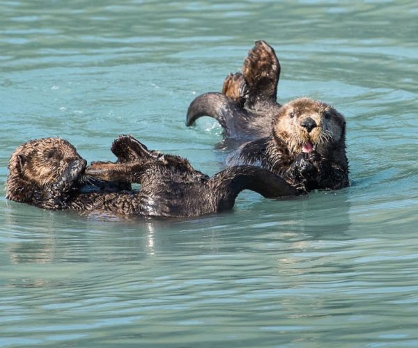 From Seward: Half-Day Resurrection Bay Wildlife Cruise Tour – Seward, Alaska