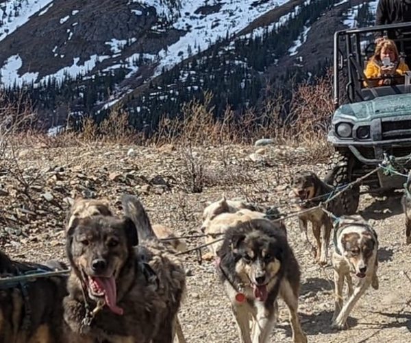 From Skagway: Yukon Sled Dog Mushing & White Pass Combo – British Columbia, Canada