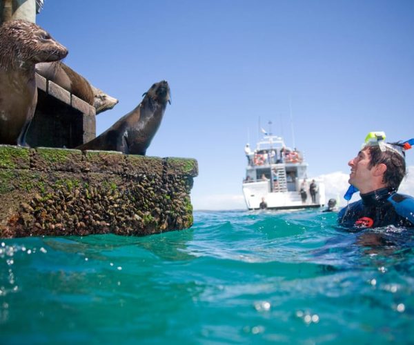 From Sorrento: Half-Day Cruise with Dolphins & Seals Snorkel – Sorrento, Victoria, Australia