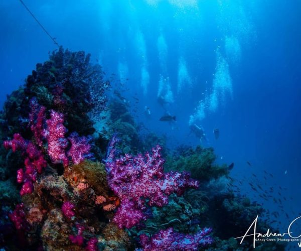 From Townsville or Magnetic Island: Yongala Wreck Dive Trip – Townsville, Australia