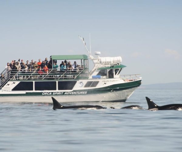 From Victoria: Whale Watching Trip on Covered Boat – British Columbia, Canada