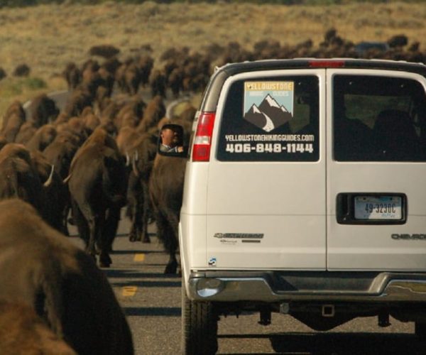 From West Yellowstone: Lamar Valley Wildlife Tour by Van – Yellowstone Caldera, Wyoming