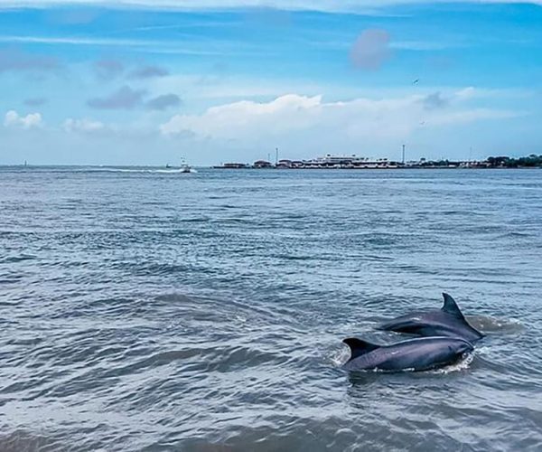 Galveston: Dolphin-Watching Cruise with Guaranteed Sightings – Galveston, Texas