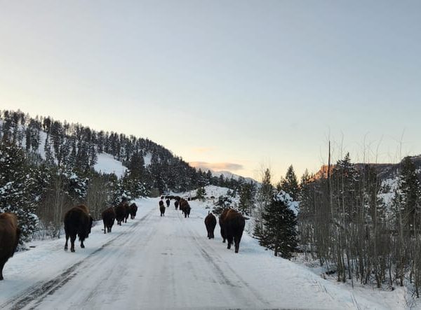 Gardiner: Yellowstone National Park Wildlife Guided Tour – Lower Yellowstone Falls, Wyoming