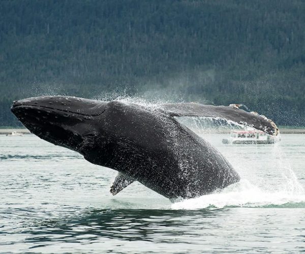 Glacier Bay: Glacier and Wildlife Catamaran Tour – Glacier Bay National Park and Preserve, Alaska