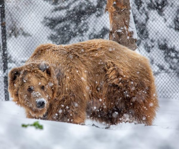 Great Plains Zoo – Sioux Falls, South Dakota