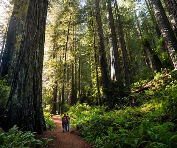 Guided electric bike tour to Muir Woods – San Francisco, California