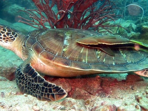 Half-Day private Snorkeling Adventure on a Speedboat – Bang Bao Bay, Thailand