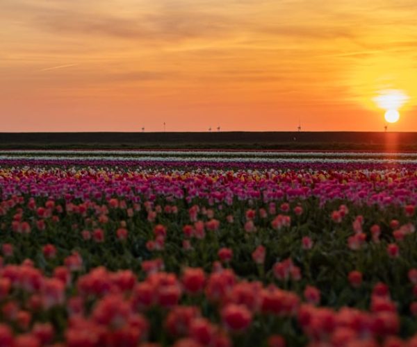 Hillegom: Guided E-Bike Tour at Sunset near Keukenhof – South Holland, Netherlands