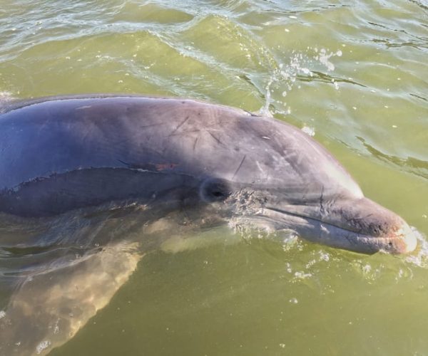 Hilton Head Island: Dolphin Watching Guided Tour by Boat – Hilton Head Island, South Carolina