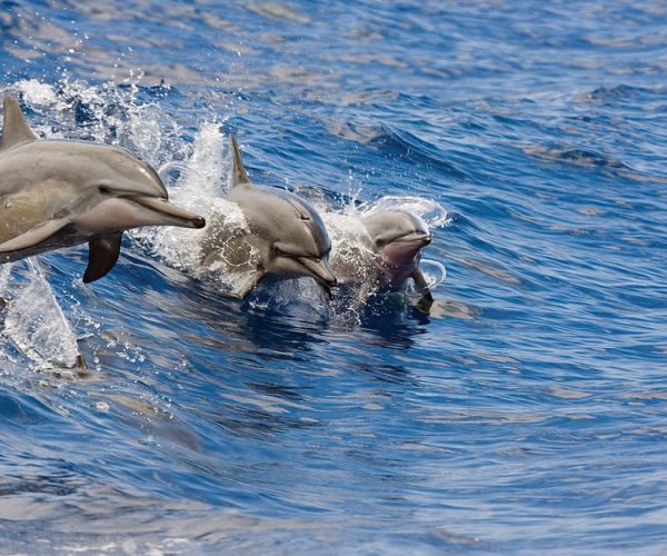 Honokohau: Kona Snorkel and Sail with Drinks and Snacks – Kailua-Kona, Hawaii