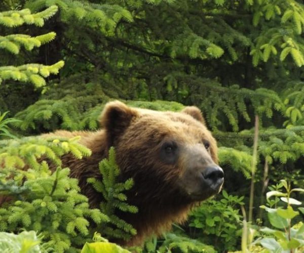 Hoonah: Chichagof Island Brown Bear Search – Hoonah, Alaska