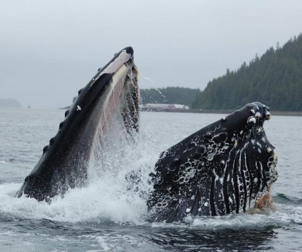 Hoonah: Whale Watching Cruise – Alaska, United States