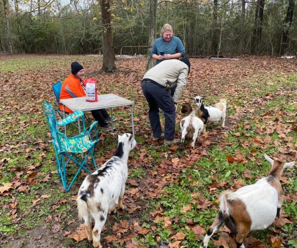 Houston: Adorable mini goats experience e – , Texas