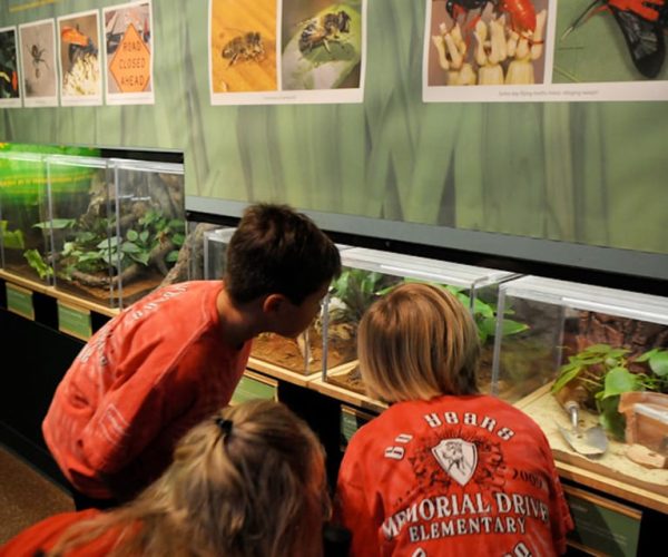 Houston Museum of Natural Science: Cockrell Butterfly Center – Houston, Texas