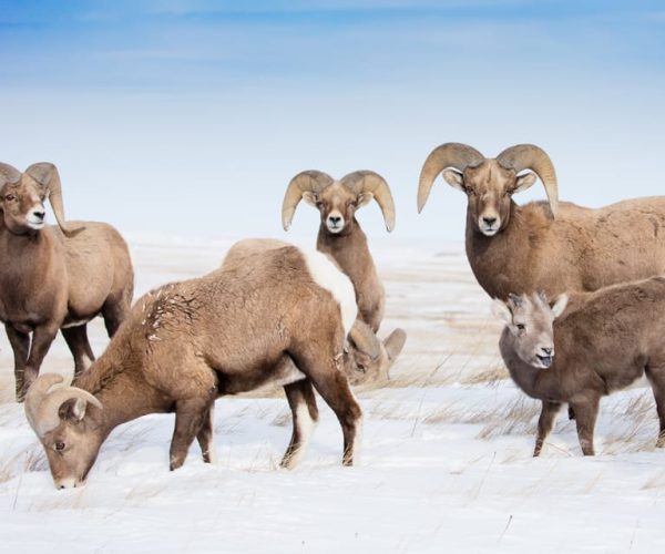 Jackson: Grand Teton, Bighorn Sheep, and Petroglyphs Tour – Grand Teton National Park, Wyoming