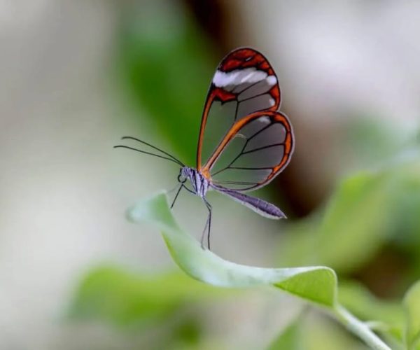 Jalisco: Mariposario & ATV Experience – Puerto Vallarta, Mexico