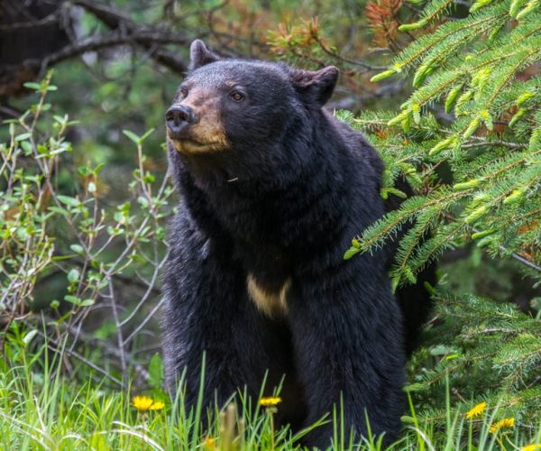 Jasper National Park: Evening or Morning Wildlife Watch Tour – Alberta, Canada