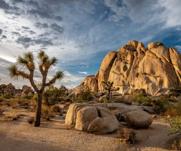 Joshua Tree Key View: Self-Guided Driving Audio Tour – Joshua Tree National Park, California