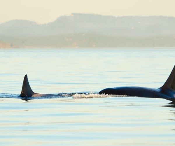 Juneau: Whale Watching and Mendenhall Glacier Day Trip – Alaska, United States