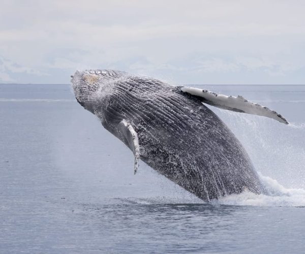 Juneau: Whale Watching and Wildlife Cruise with Local Guide – Alaska, United States