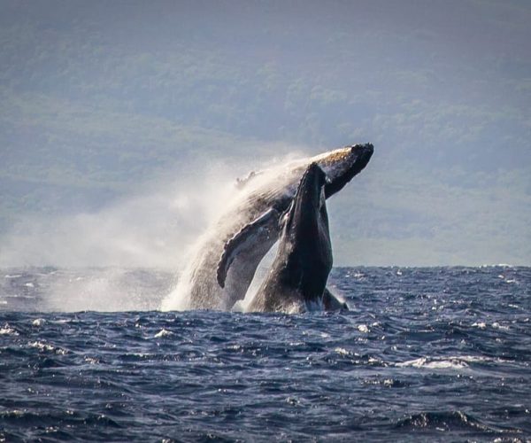 Kaanapali: Whale Watching Cruise with Open Bar – Kaanapali, Hawaii