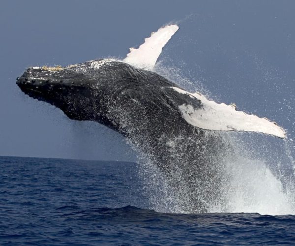 Kailua Kona: Humpback Whale Watching Adventure Cruise – Kailua-Kona, Hawaii