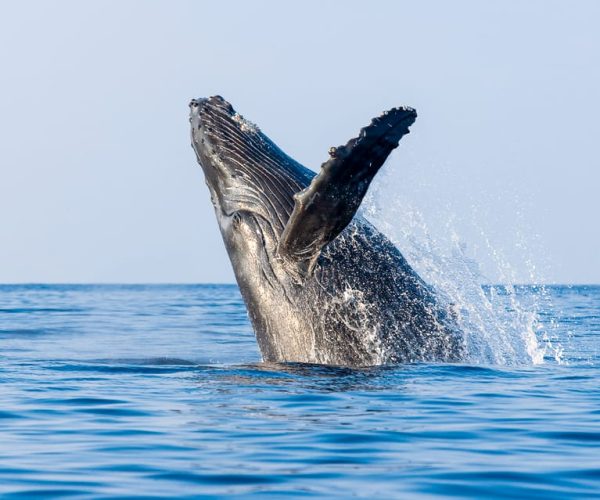 Kailua-Kona: Whale Watching Cruise on the Big Island – Kailua-Kona, Hawaii