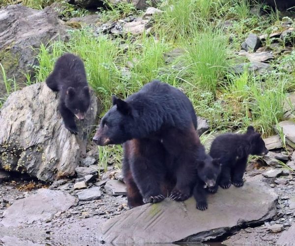 Ketchikan: Alaska Native Cultural and Scenic Shore Excursion – Saxman, Alaska