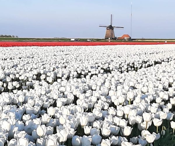 Keukenhof: Private Tulip & Windmill tour with cheese tasting – Lisse, Netherlands