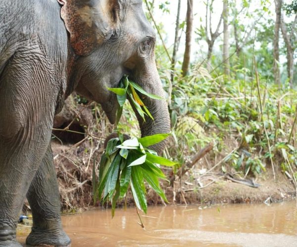 Khao Lak Ethical Elephant Sanctuary Overnight Program – Takua Pa, Thailand