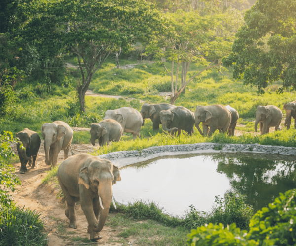 Koh Samui: Elephant Kingdom Sanctuary Half-Day Tour – Surat Thani Province, Thailand