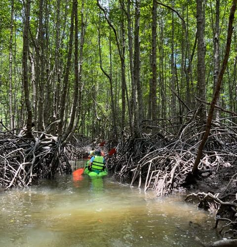 Koh Yao Yai: Klong Hia Mangrove Kayaking – , Thailand